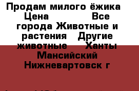 Продам милого ёжика › Цена ­ 10 000 - Все города Животные и растения » Другие животные   . Ханты-Мансийский,Нижневартовск г.